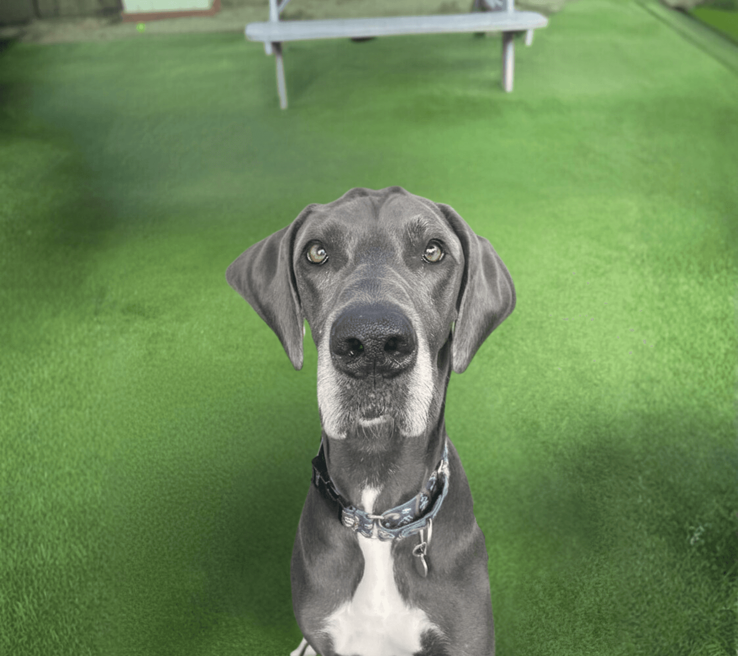 Dog park